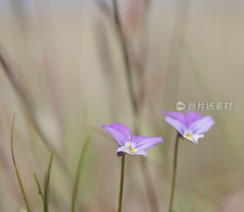 野生三色堇(Viola tricolor) (Heartsease)花